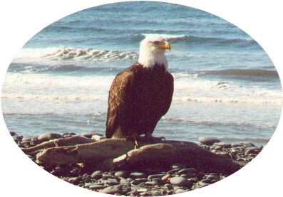 Here's a neat picture that my parents (Grandma & Grandpa Skladal) took of a bald eagle recently in Alaska